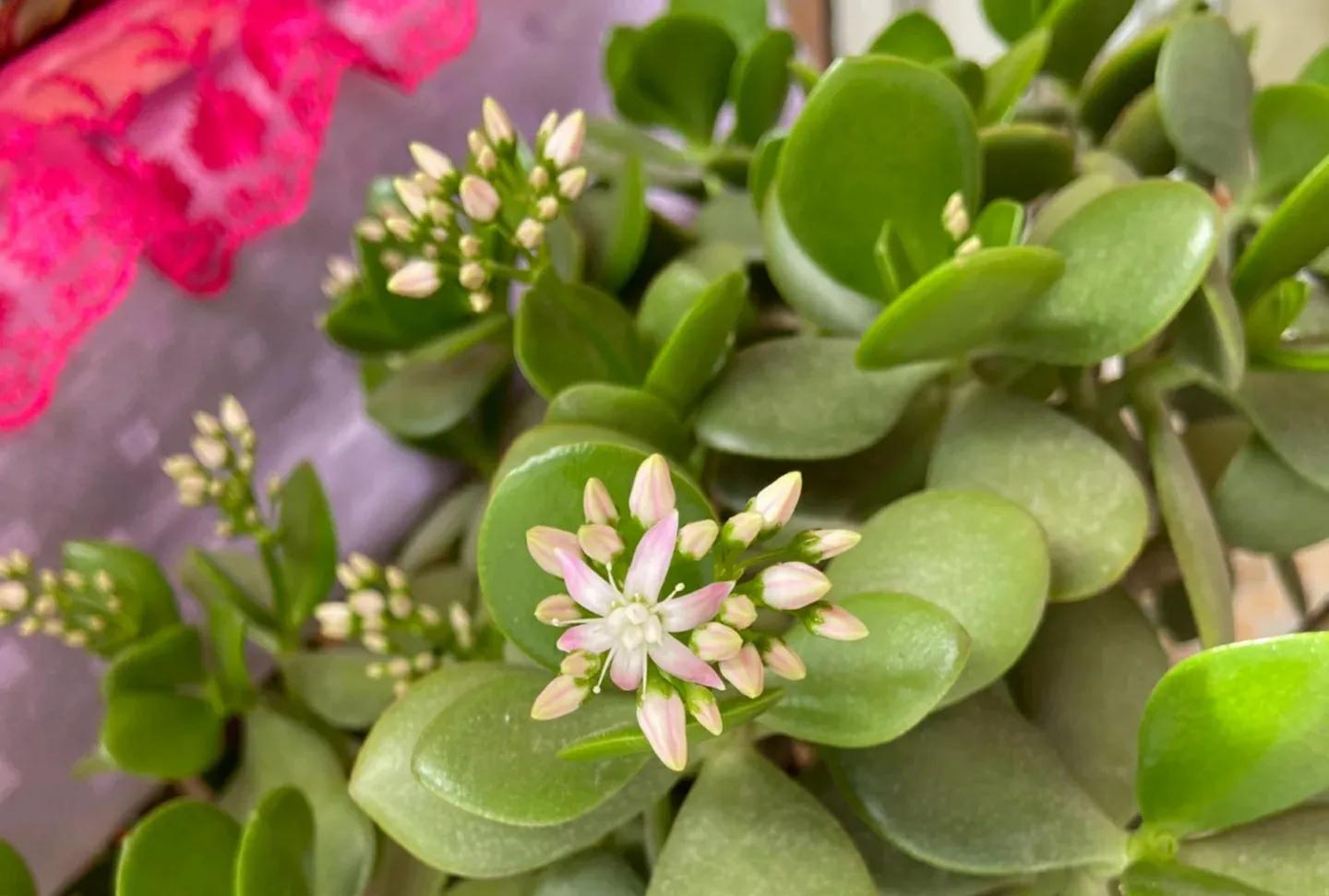 玉树开花儿了可以剪枝吗,玉树砍头老桩利于开花吗