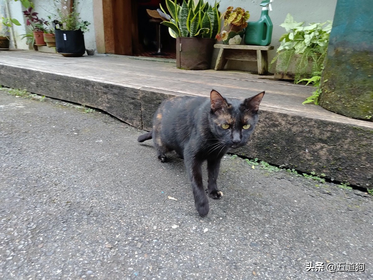 rogphone6,华硕rogphone