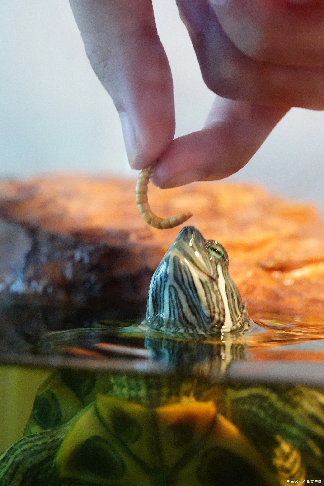 巴西龟不吃东西怎么办才能让它吃,巴西龟怎么养