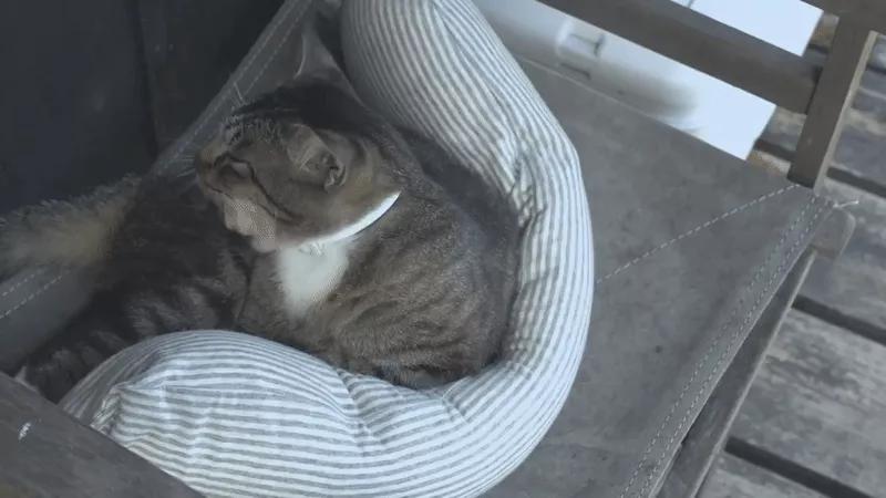 睡觉真的是人生一大幸事,睡觉真是一件人生乐事