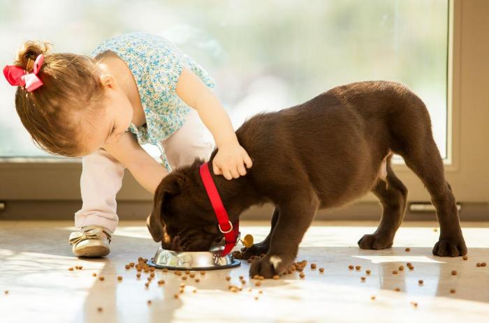 狗狗不听话如何惩罚让它快速听话,主人强制压制猫咪不准动
