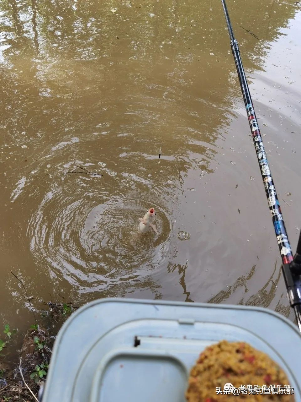 冬季野战之王巨物钓鲤鱼套装,战野巨物饵料