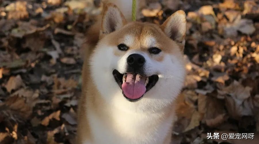 柴犬是一种什么样的狗,每天了解一种动物