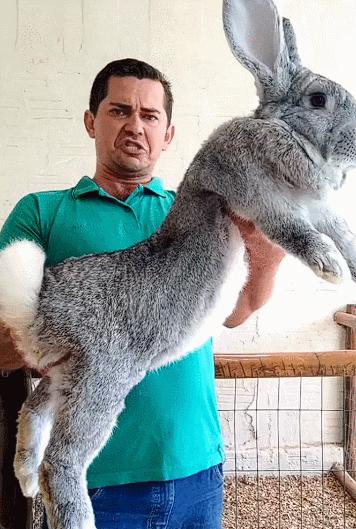 你知道世界上最大的兔子有多大吗,世界上最大的兔子吉尼斯纪录