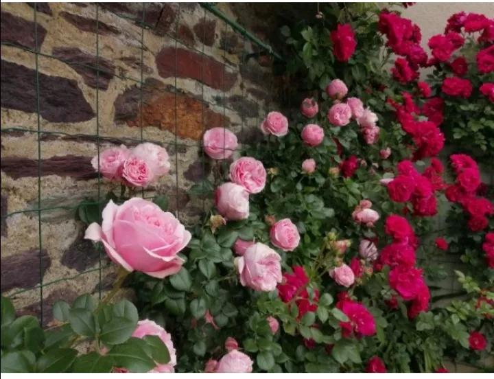 法国玫瑰花园,法国玫瑰花香沐浴露正品