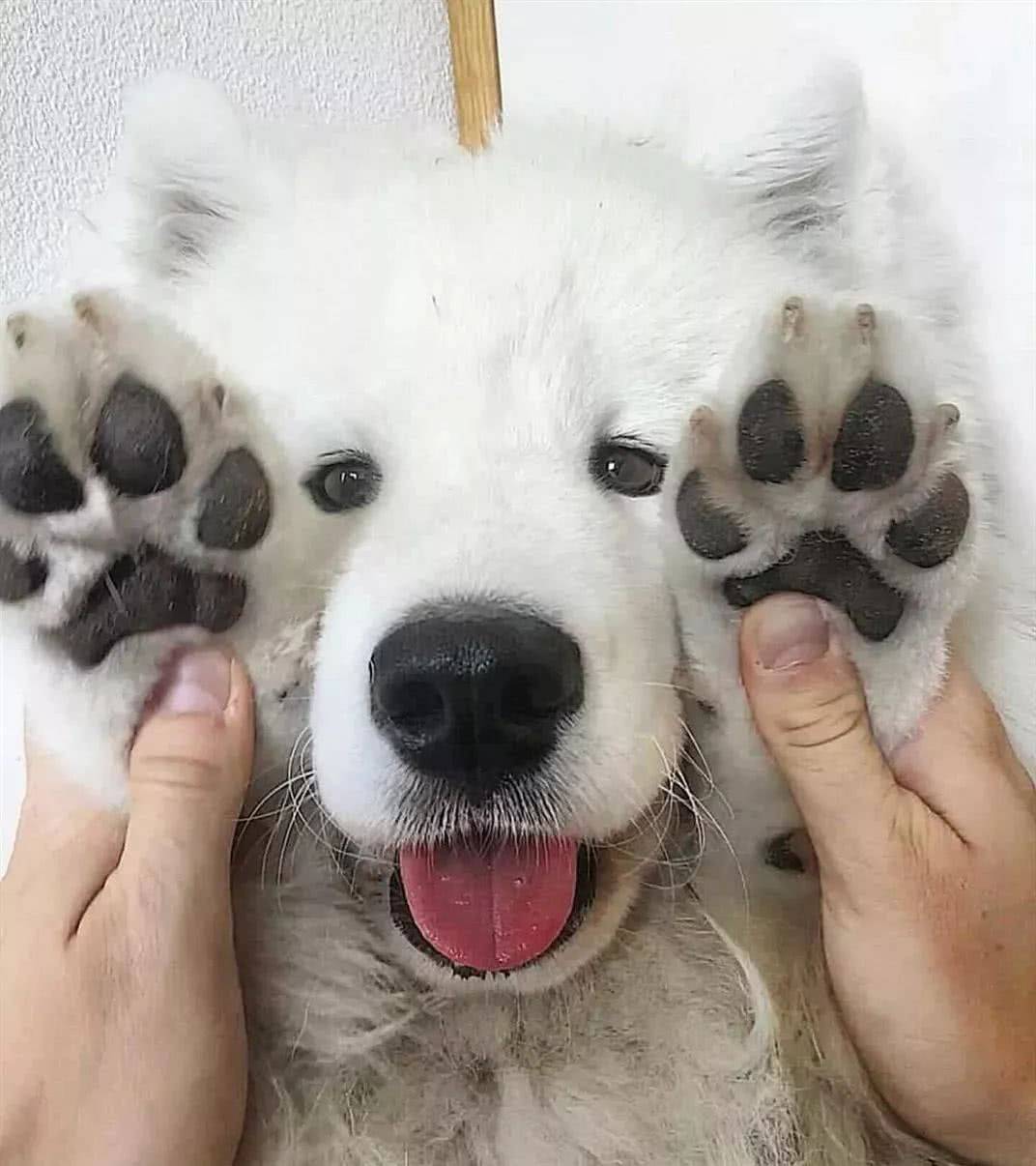 养狗发现的神奇现象,养狗常见的4大误区你避雷了吗