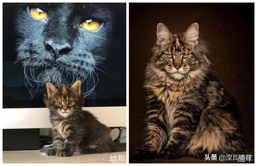 缅因库恩猫银虎斑,缅因猫浅银虎斑