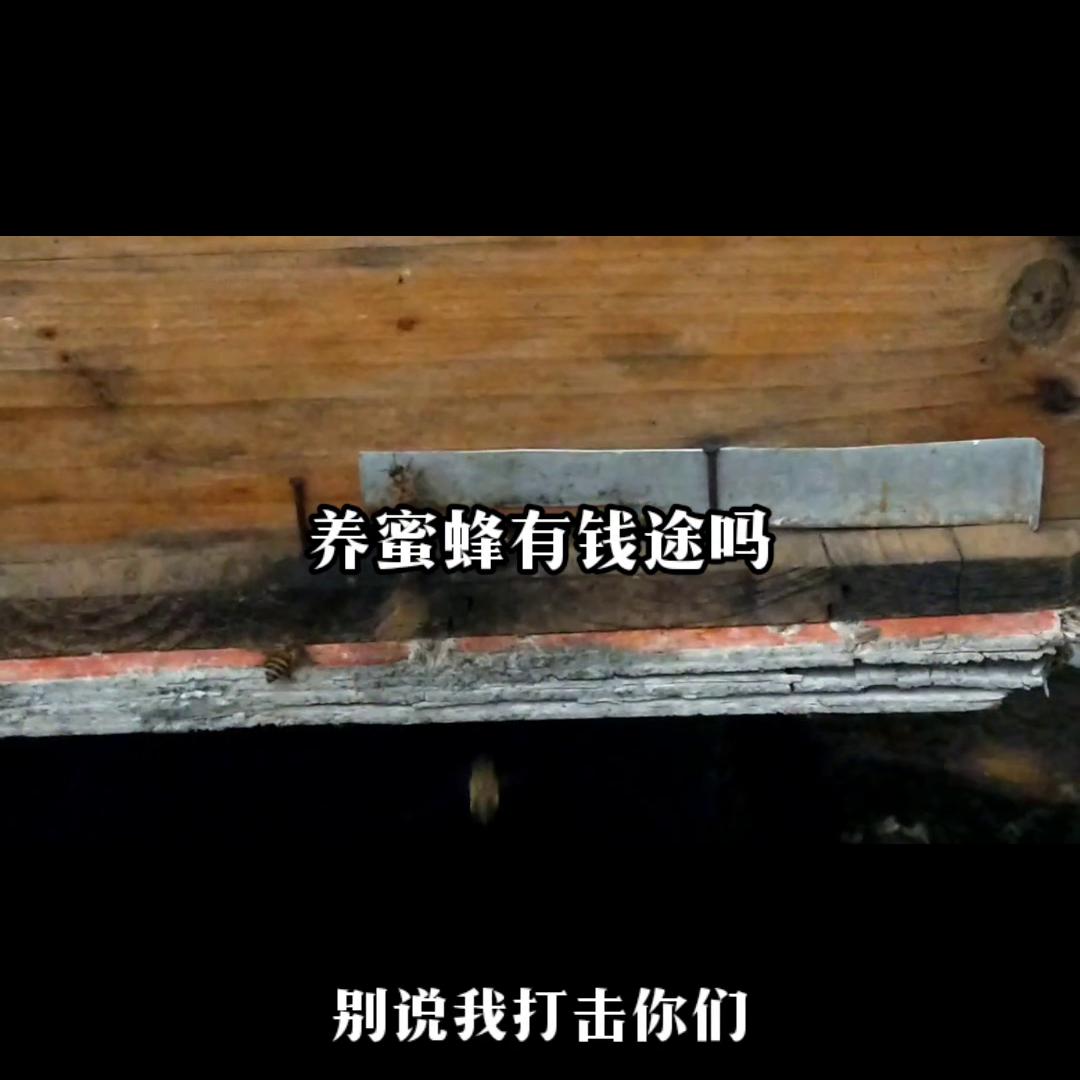 养殖蜜蜂100箱一年能赚多少钱,蜜蜂怎么养才会发家