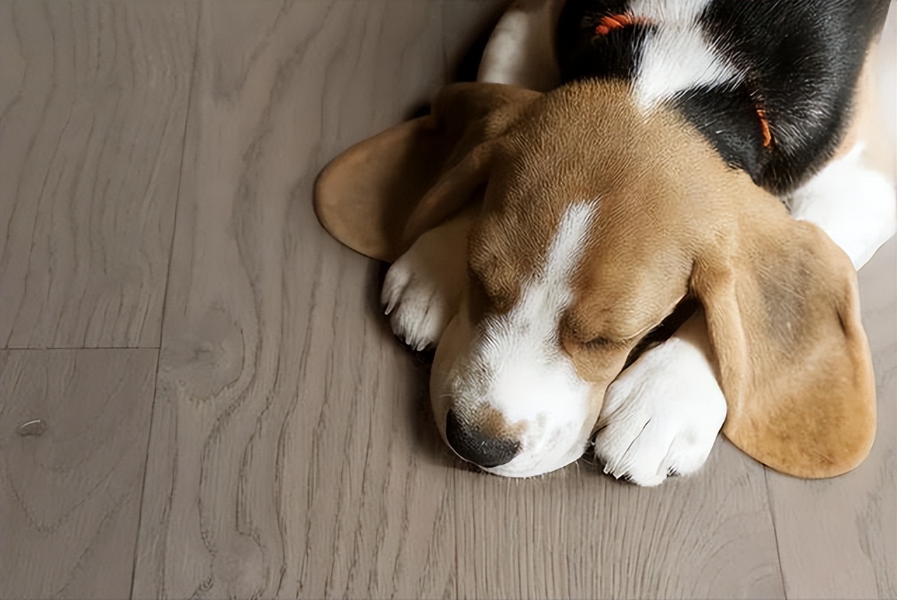 狗子有窝不睡,狗子睡觉前为什么喜欢刨一会窝