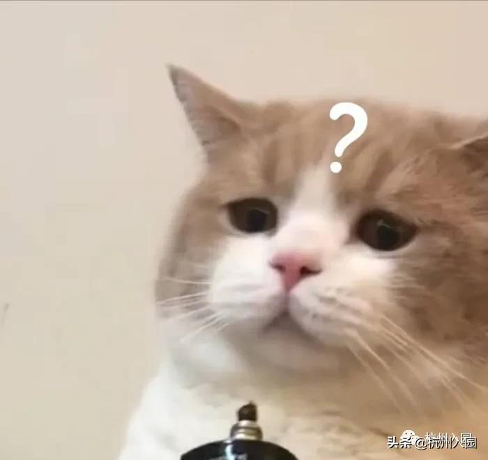 杭州十大民办幼儿园,杭州余杭区幼儿园排名前十名