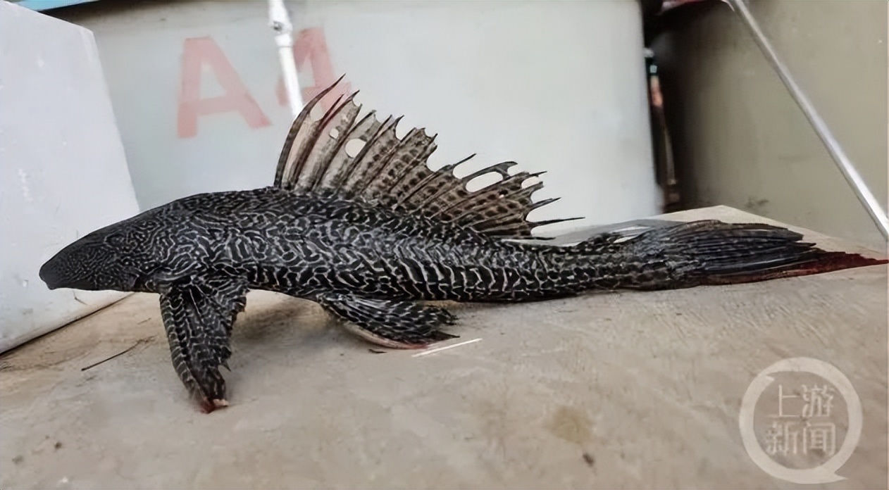 30个外来鱼种进入长江，这两种臭名昭著——