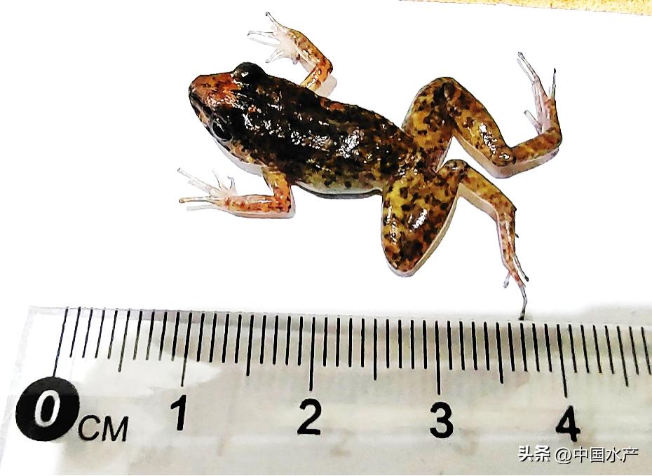 水生外来物种入侵防控工作方案,水生动物防疫