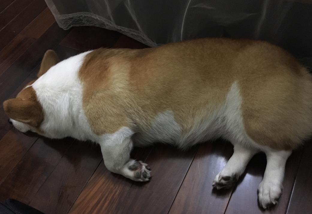 柯基喂养指南吃多少狗粮,幼年柯基吃什么狗粮比较好