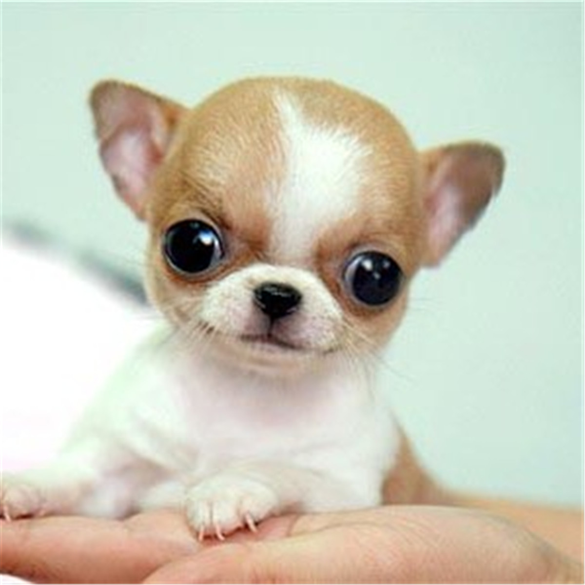 吉娃娃值多少钱一只,吉娃娃价值多少钱