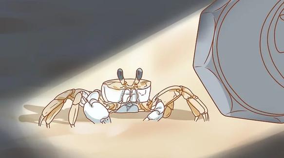 跑得最快的螃蟹怎么养,抓跑得最快的螃蟹