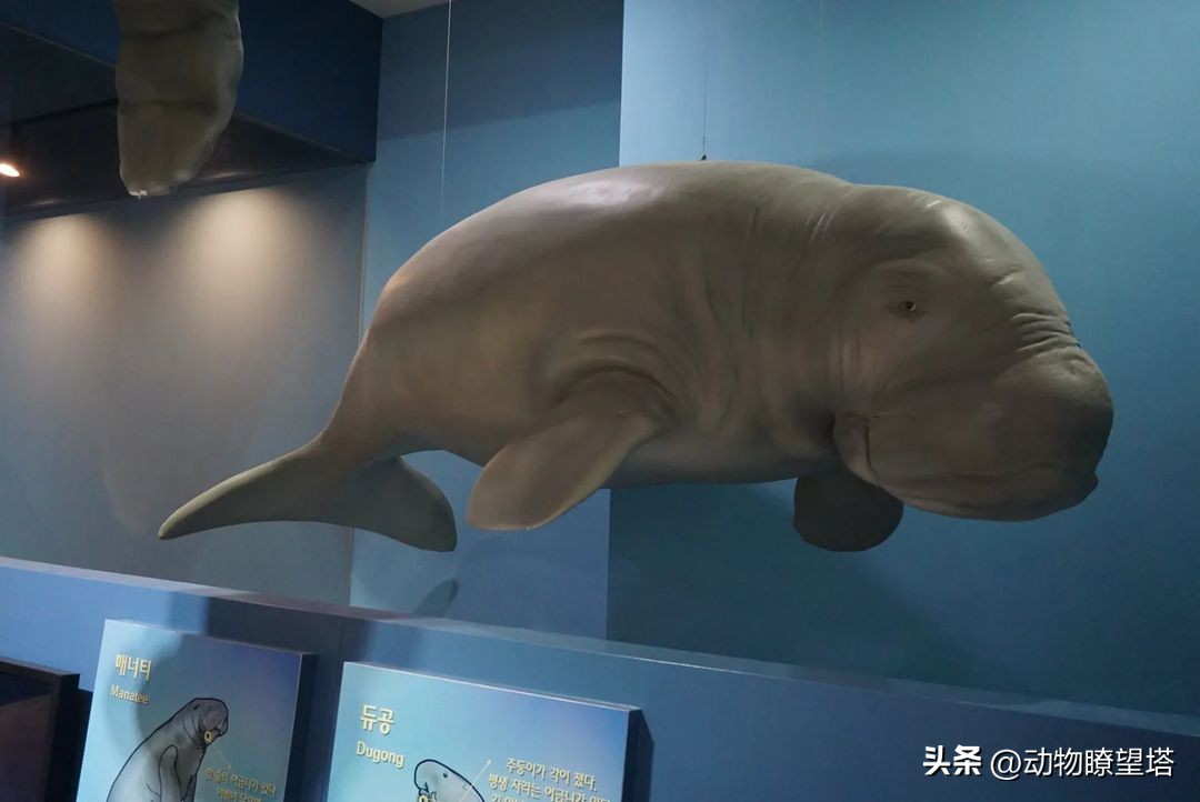 巨型儒艮灭绝,儒艮为什么遭到大量捕杀