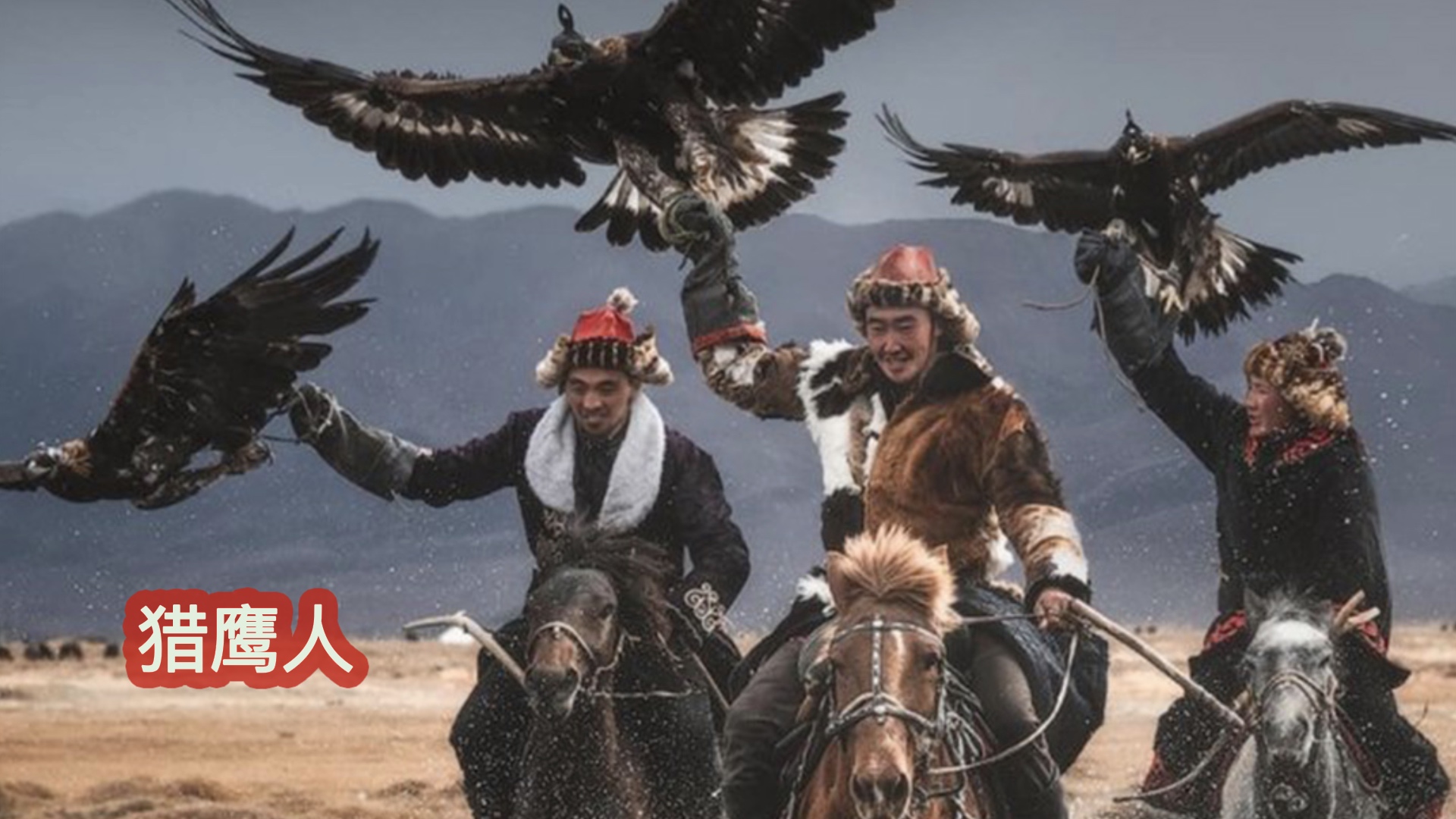 金雕击毙狼全过程,蒙古猎鹰捕狼视频