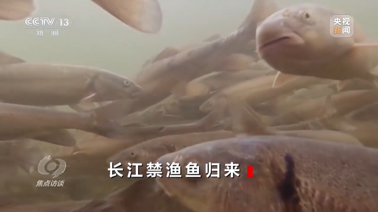 长江禁渔后鱼产卵,长江禁渔期专访