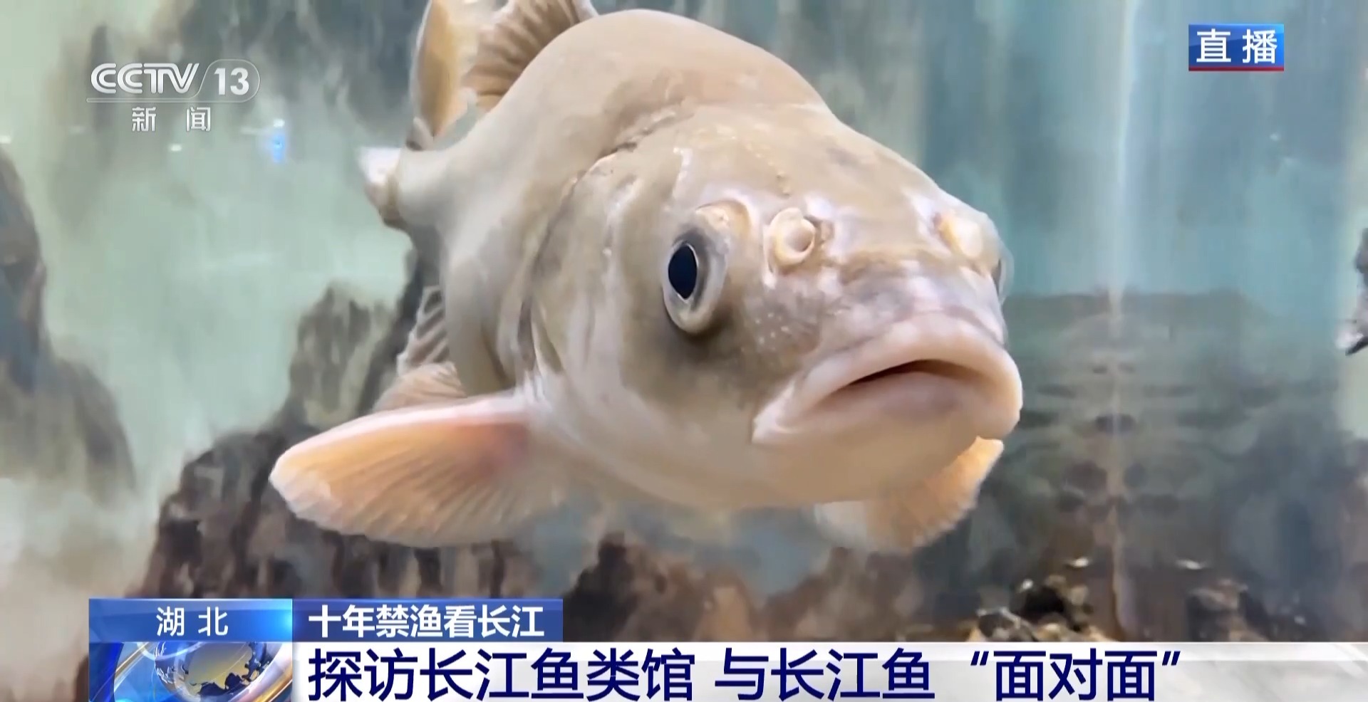 长江禁渔鱼类数据变化,长江禁渔三年多鱼儿们过得怎么样