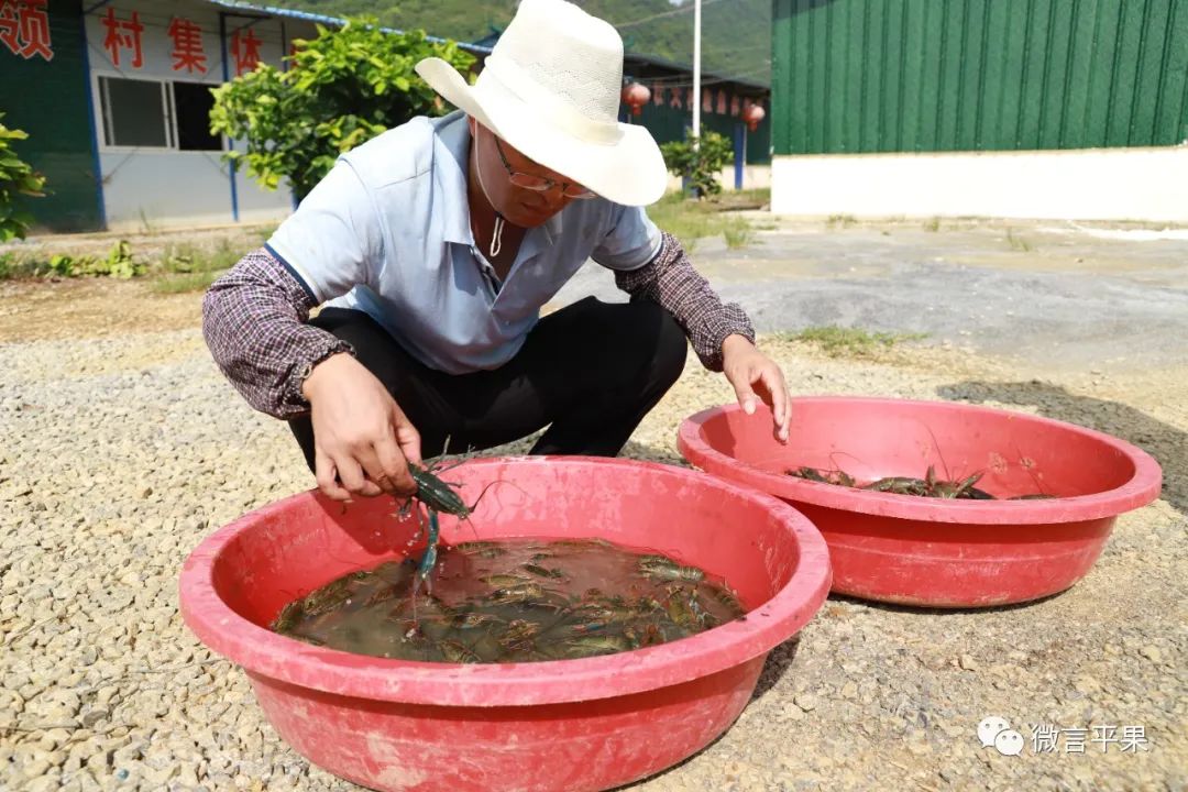 厉害的淡水虾,特别厉害的虾
