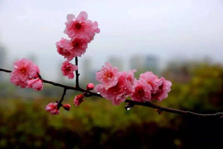 春天赏花品花联