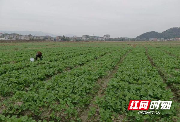 千亩油菜大户丰收景象,城步周边油菜花哪里的漂亮
