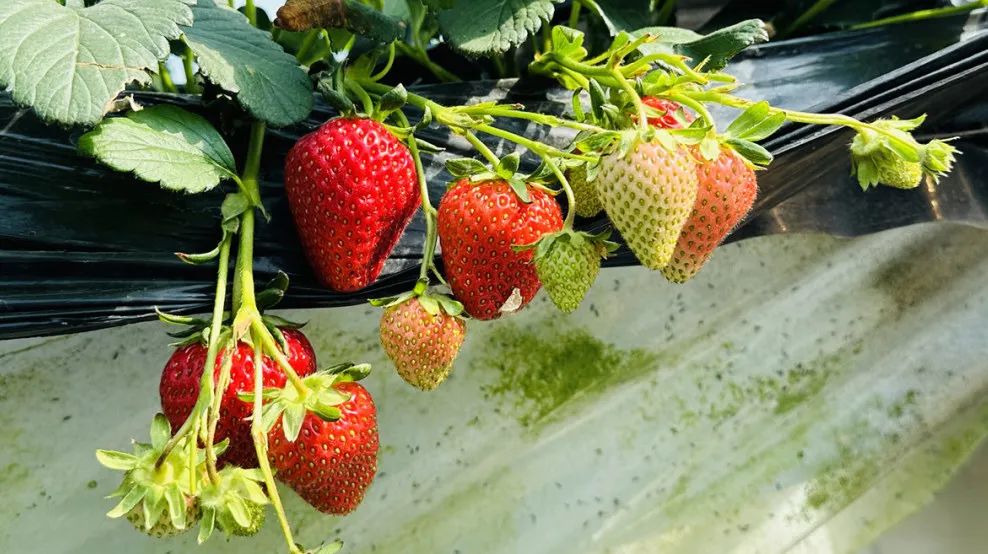 昌平可以摘草莓的地方,昌平摘草莓