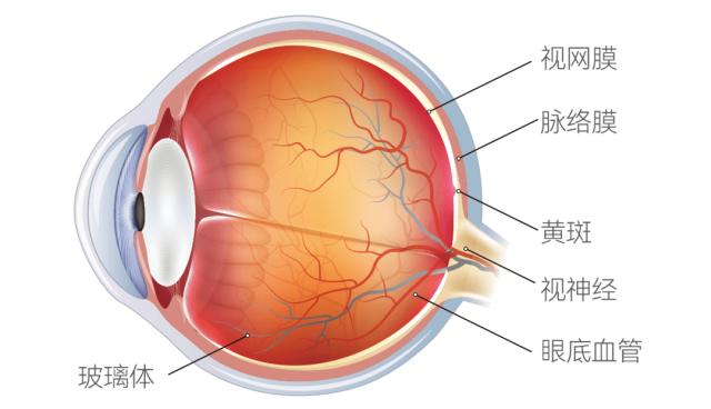爱尔眼科医院能做眼底手术吗,爱尔眼科白内障手术后续