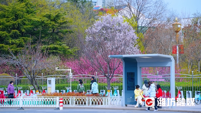 这个假期盛开如花,赴一场花之约邂逅春日浪漫