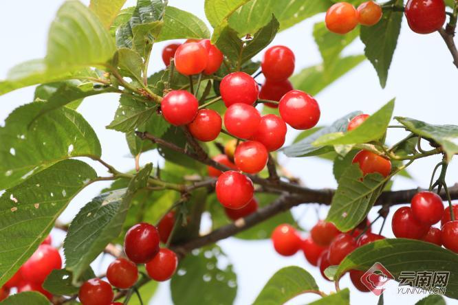 樱桃映红致富路怎么样,云南延伸产业链条拓宽脱贫致富路