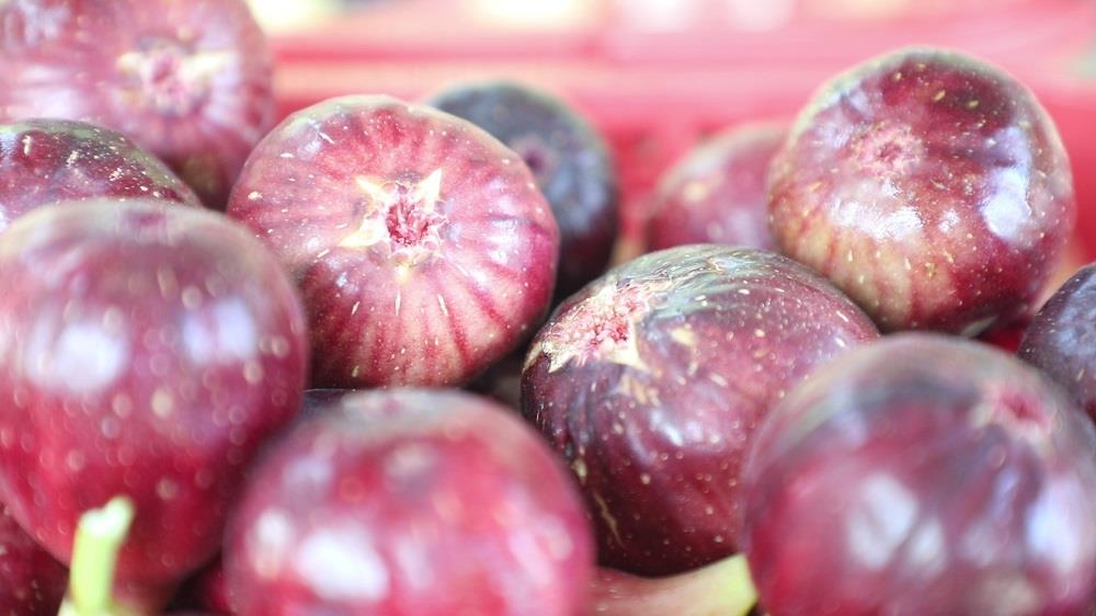 无花果新品种梦幻甜蜜,新田无花果专卖店