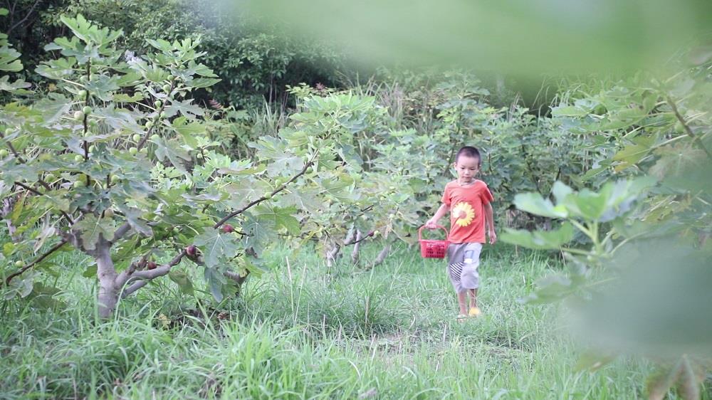 无花果新品种梦幻甜蜜,新田无花果专卖店