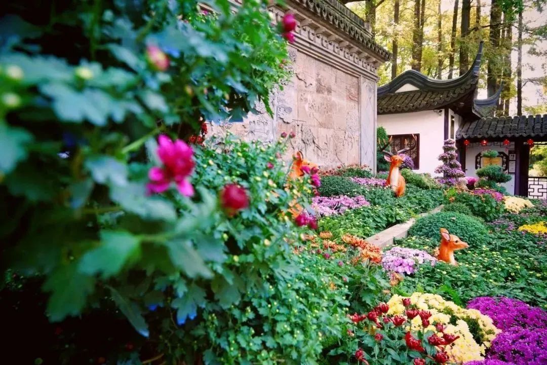 上海菊花展进最佳观赏期,上海菊花展在哪个公园