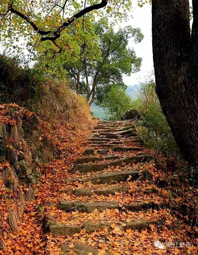 赏秋色、感秋意、品秋味，衢州联合旅行社发布十月精品游线