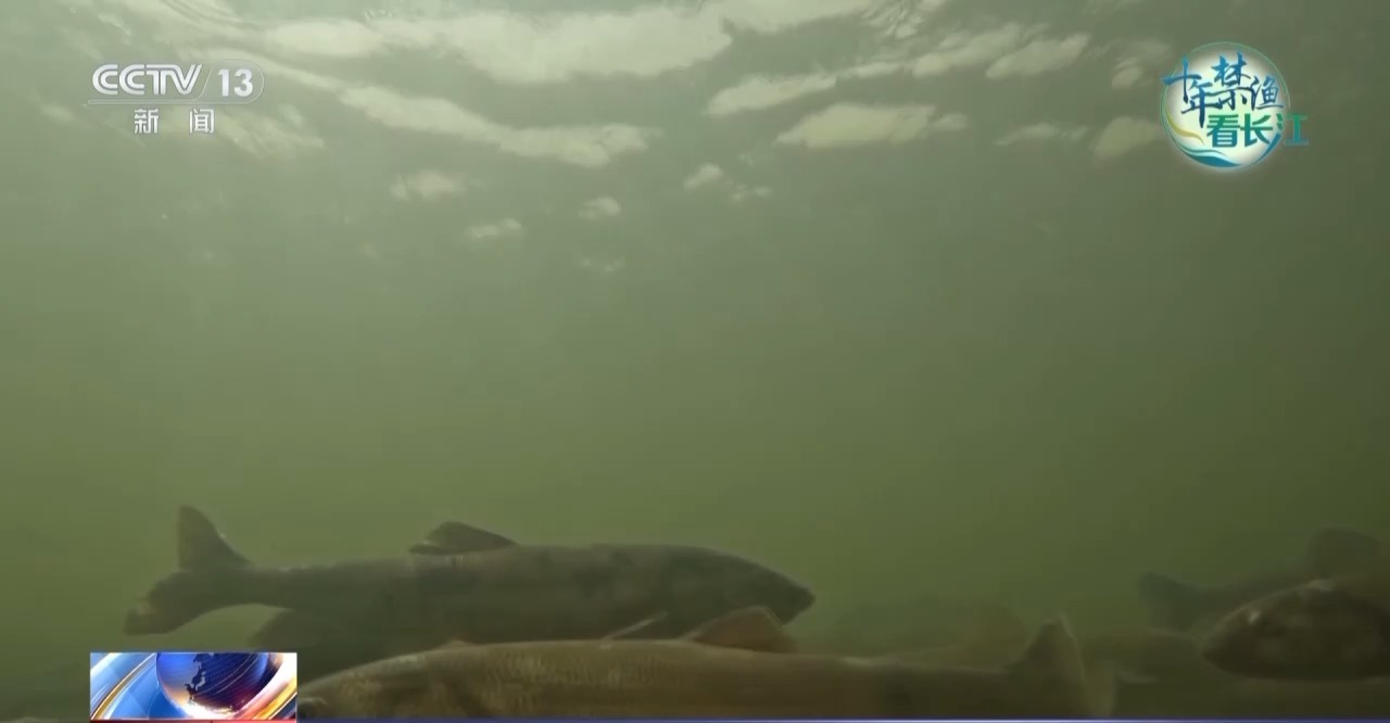 长江禁渔鱼类数据变化,长江禁渔三年多鱼儿们过得怎么样