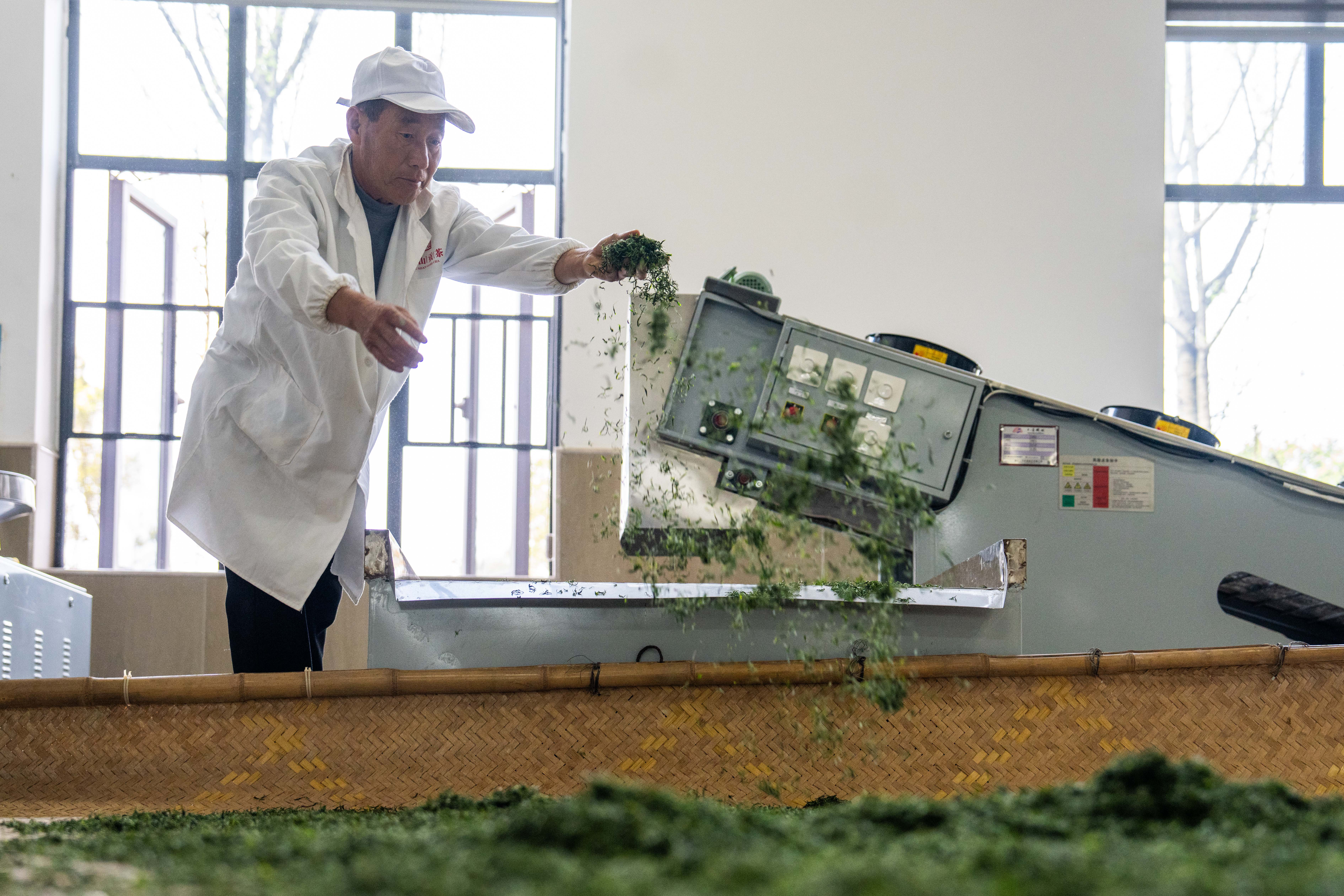 贵州绥阳春茶飘香茶农采摘忙,湖南望城明前茶飘香茶农采制忙