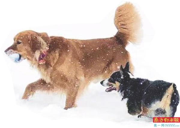 26只宠物花费,宠物一年花销大概多少