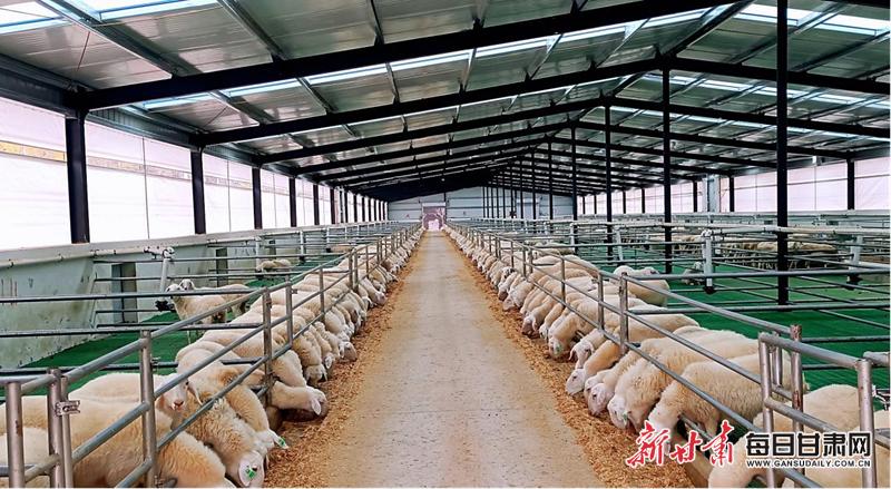 碧桂园携手东乡县羊产业闯出大市场