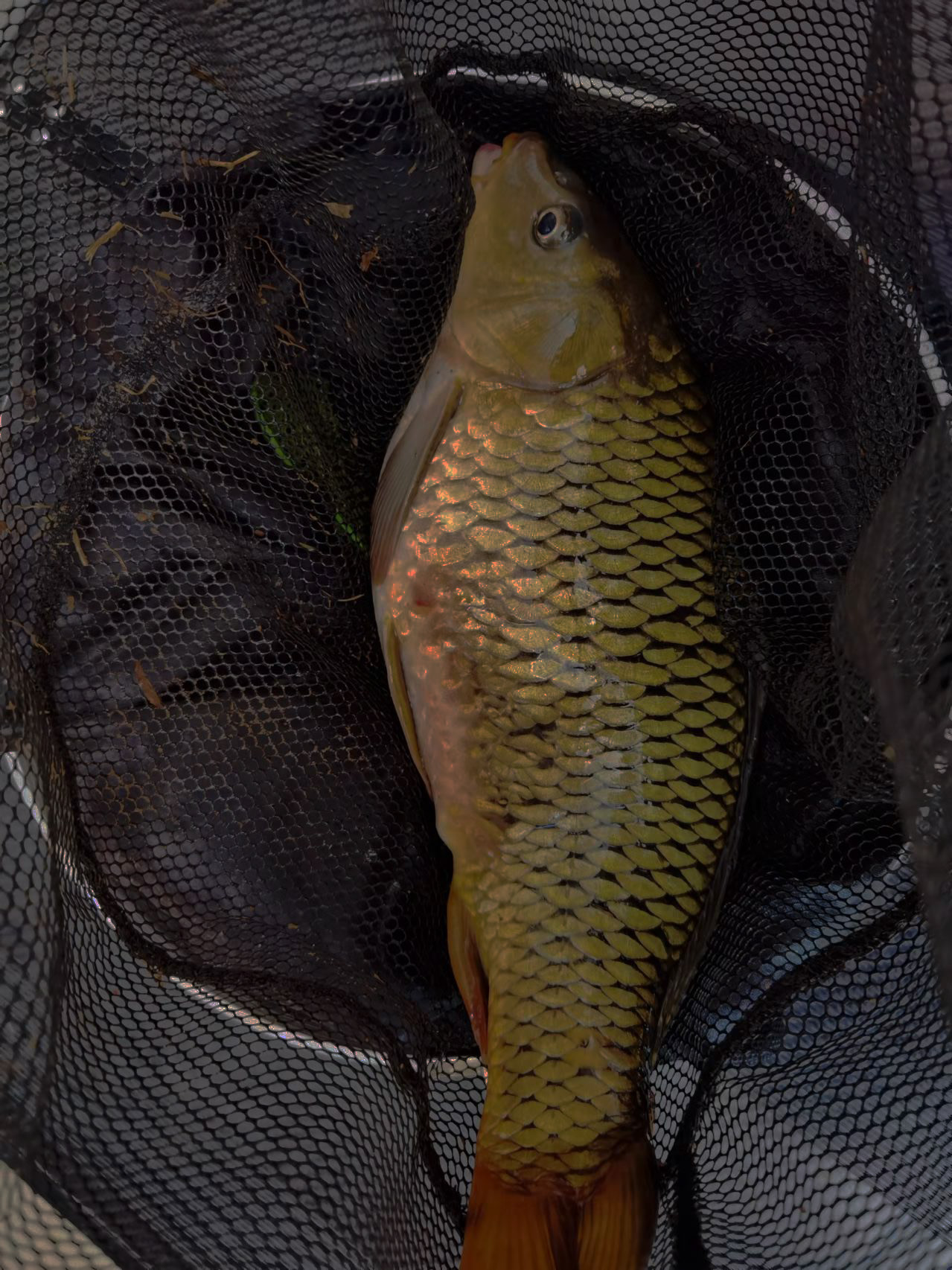 与老方探钓神秘仙境，黄金大鲤鱼靓丽狂野