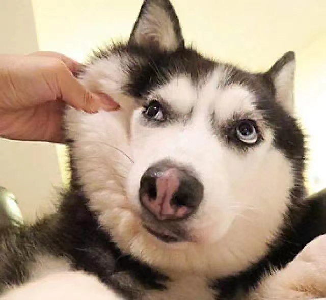 被咽炎折磨死了天天有痰,华西慢性咽炎特效药