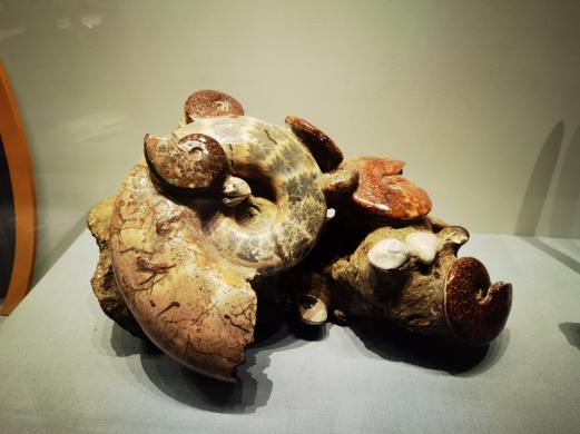 神奇的化石有哪些,神奇的化石之谜