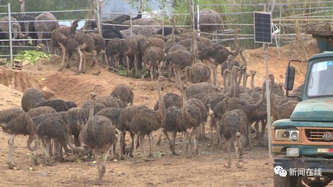 视频广西数十只鸵鸟凌晨上街狂奔,广西街头成群鸵鸟越狱街头狂奔