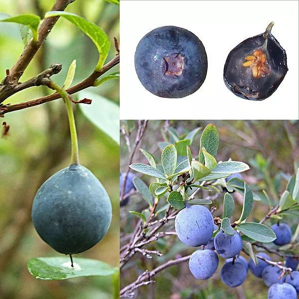 草莓扒开里面是空心是打激素了吗,草莓空心是因为打了激素