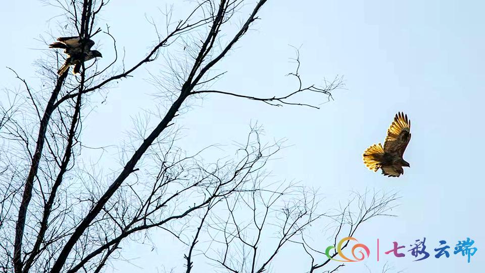 国家级保护动物游隼,国家保护动物游隼照片