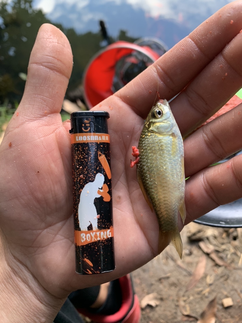 野钓鲫鱼爆护的最佳方法,冬季野钓鲫鱼小鱼闹窝严重怎么办