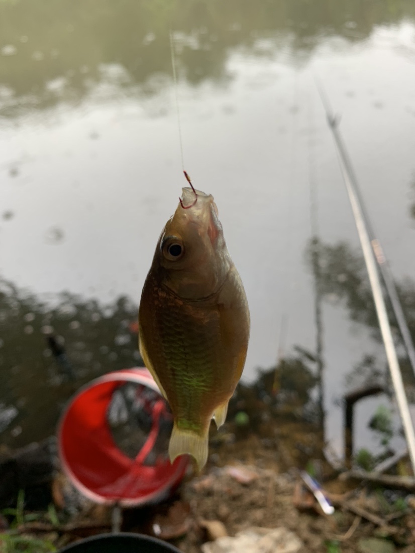 野钓鲫鱼爆护的最佳方法,冬季野钓鲫鱼小鱼闹窝严重怎么办