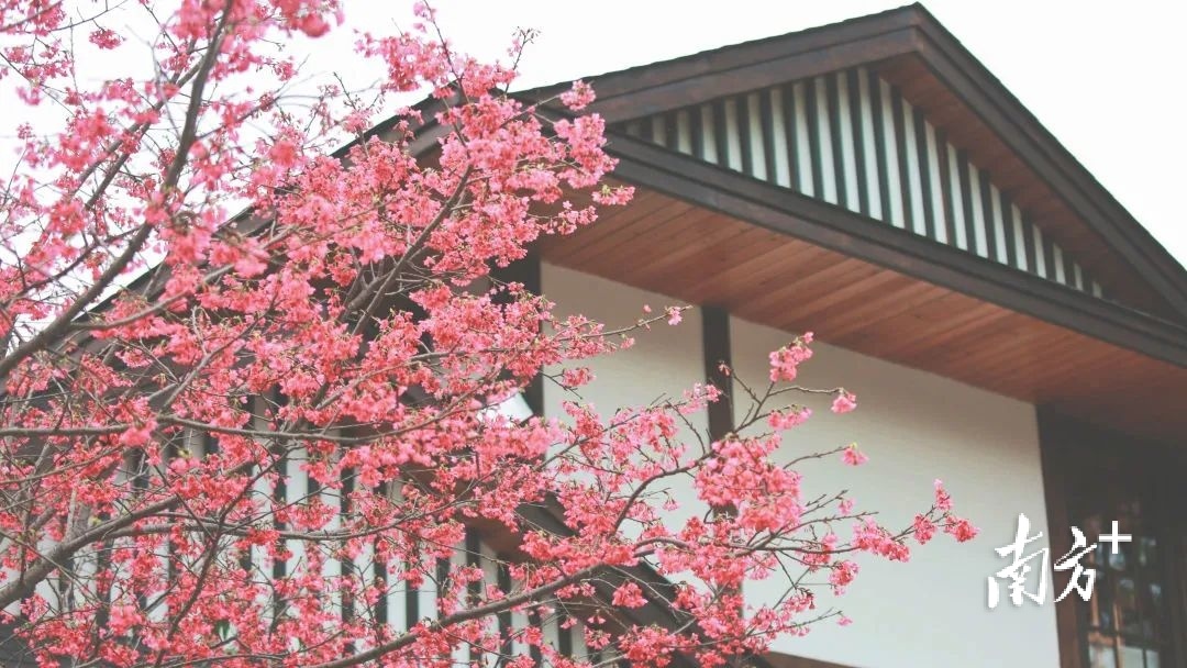 梅州向您发出邀请，赏花专列出发啦