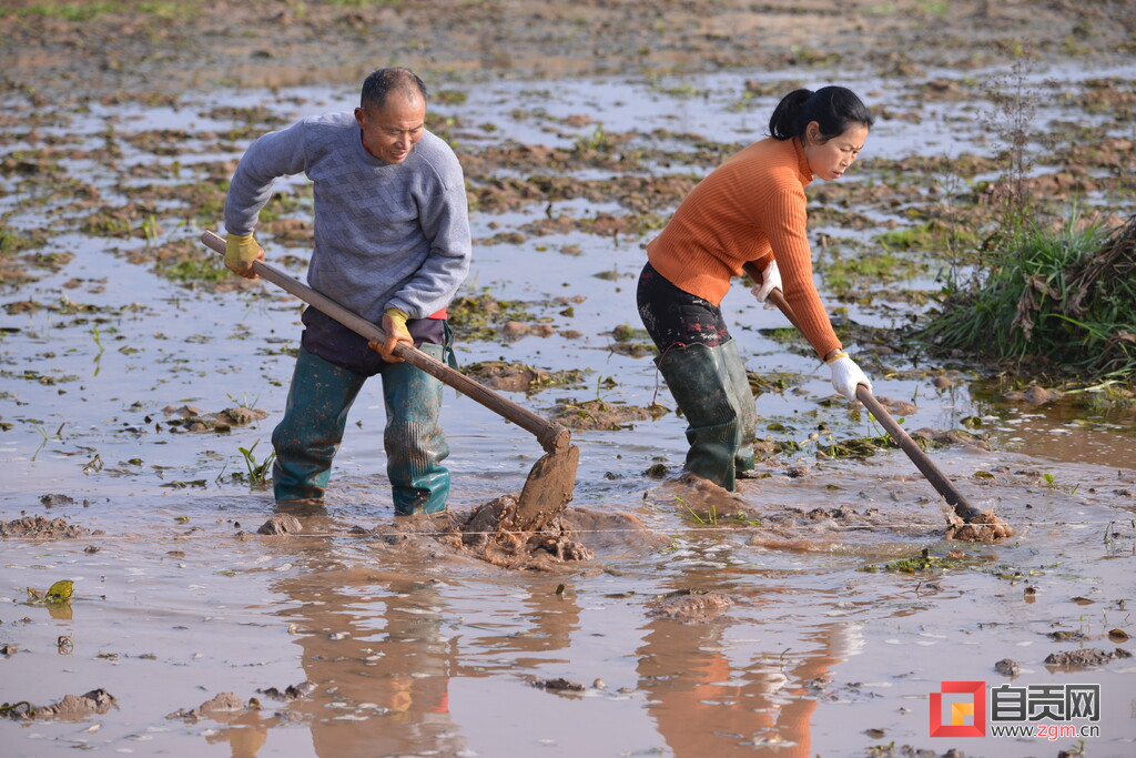 荣县种粮户郭长春备耕现场速写