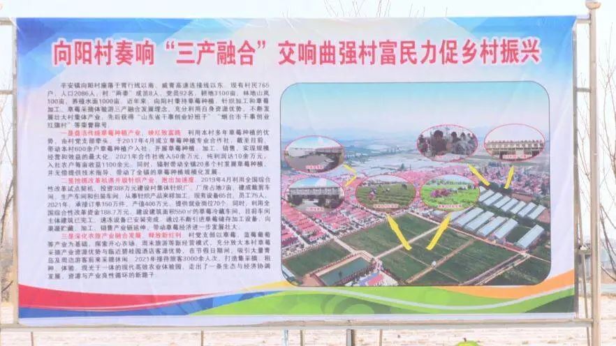 山东省烟台海阳乡村振兴示范村,海阳辛安镇村书记