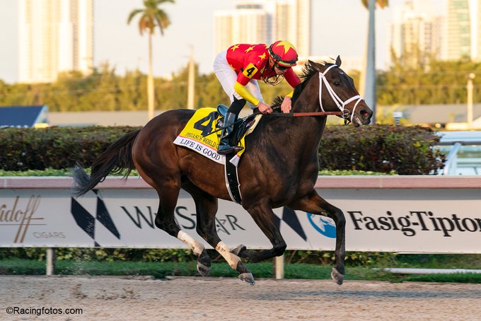 十大最强马匹排行,最新世界马匹排行榜8月